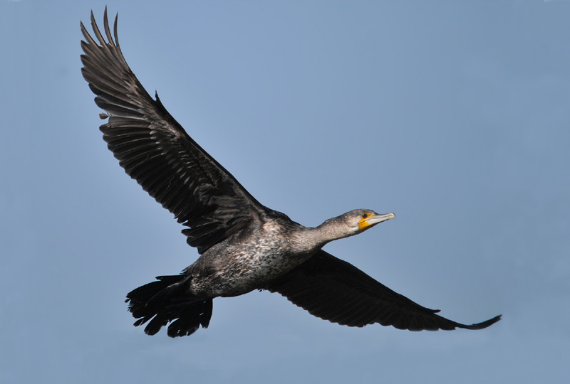 Finalmente in volo...